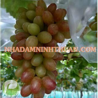 Nho Móng Tay Hồng Nhật Ninh Thuận - Ảnh 9