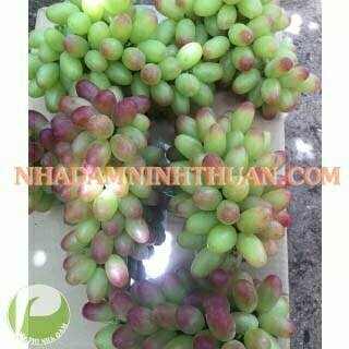 Nho Móng Tay Hồng Nhật Ninh Thuận - Ảnh 7