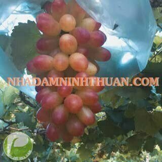 Nho Móng Tay Hồng Nhật Ninh Thuận - Ảnh 6