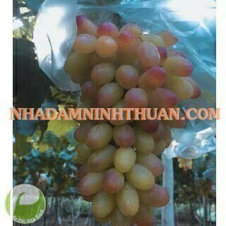 Nho Móng Tay Hồng Nhật Ninh Thuận - Ảnh 5