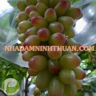 Nho Móng Tay Hồng Nhật Ninh Thuận