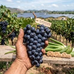 Nông Sản Nho Kẹo Đen Ninh Thuận - Khánh Hòa 1