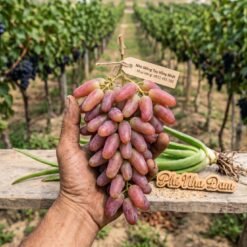 Nông Sản Nho Móng Tay Hồng Nhật Ninh Thuận - Khánh Hòa 1