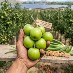 Nông Sản Táo Xanh Ninh Thuận - Khánh Hòa 1