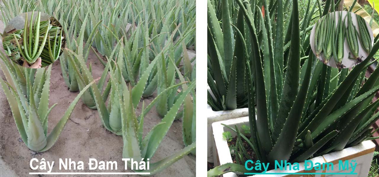 Phân biêt cây nha đam thái và mỹ
