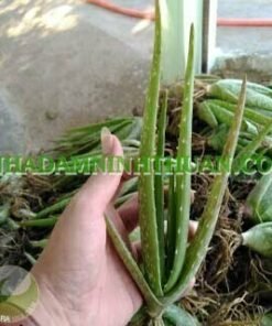 Alternative view of 05 Cây Nha Đam Giống Thái Aloe Vera