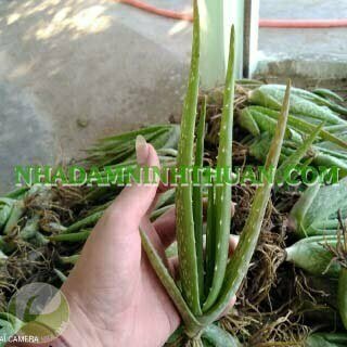 1000 Cây Nha Đam Giống Thái Aloe Vera - Ảnh 3
