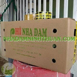 Nha Đam Giống Thái Gói Trên 3000 Cây - Ảnh 9