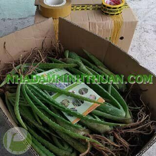 1000 Cây Nha Đam Giống Thái Aloe Vera - Ảnh 6