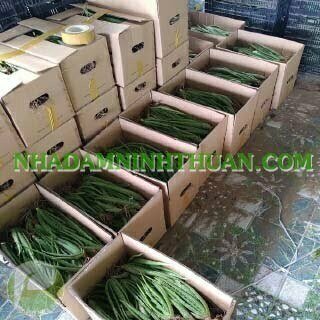 Nha Đam Giống Thái Gói Trên 3000 Cây - Ảnh 8