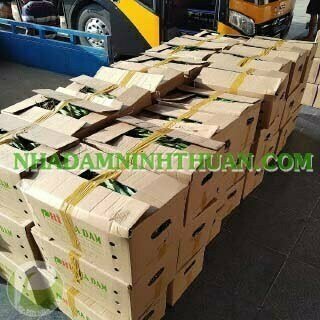 Nha Đam Giống Thái Gói Trên 3000 Cây - Ảnh 11