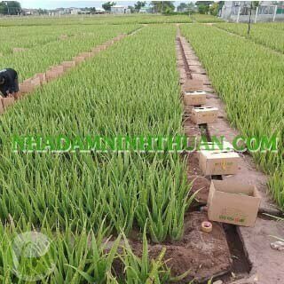 Nha Đam Giống Thái Gói Trên 3000 Cây - Ảnh 19