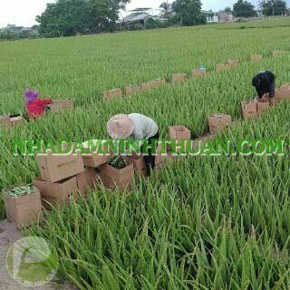 Nha Đam Giống Thái Gói Trên 3000 Cây - Ảnh 18