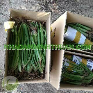 100 Cây Nha Đam Giống Thái Aloe Vera - Ảnh 9