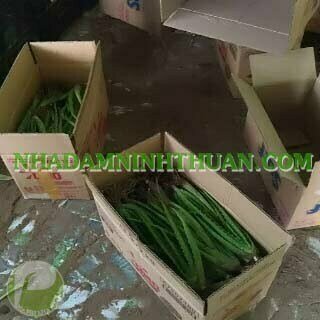 Nha Đam Giống Thái Gói Trên 3000 Cây - Ảnh 17