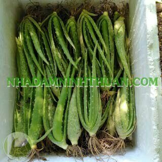 1000 Cây Nha Đam Giống Thái Aloe Vera - Ảnh 4