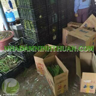 Nha Đam Giống Thái Gói Trên 3000 Cây - Ảnh 16