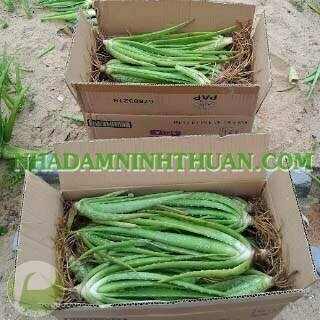 100 Cây Nha Đam Giống Thái Aloe Vera - Ảnh 8