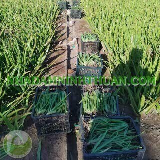 1000 Cây Nha Đam Giống Thái Aloe Vera - Ảnh 12