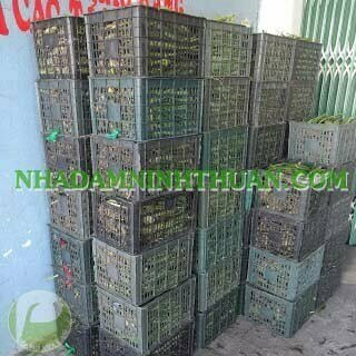 Nha Đam Giống Thái Gói Trên 3000 Cây - Ảnh 7