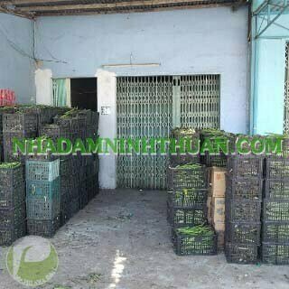 2000 Cây Nha Đam Giống Thái Aloe Vera - Ảnh 7