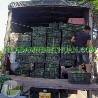 Nha Đam Giống Thái Gói Trên 3000 Cây - Ảnh 12