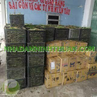 3000 Cây Nha Đam Giống Thái Aloe Vera - Ảnh 17