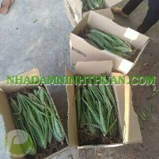 300 Cây Nha Đam Giống Thái Aloe Vera - Ảnh 7