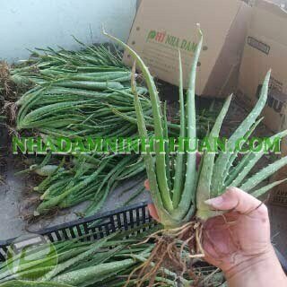 300 Cây Nha Đam Giống Thái Aloe Vera - Ảnh 8