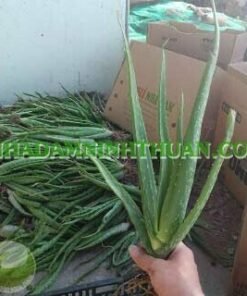 Alternative view of 2000 Cây Nha Đam Giống Thái Aloe Vera