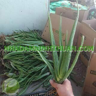 05 Cây Nha Đam Giống Thái Aloe Vera - Ảnh 6
