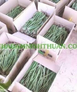 Alternative view of 1000 Cây Nha Đam Giống Thái Aloe Vera