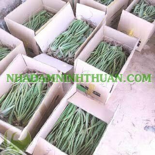 1000 Cây Nha Đam Giống Thái Aloe Vera - Ảnh 2