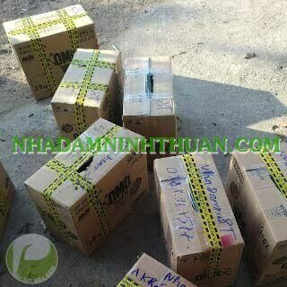 1000 Cây Nha Đam Giống Thái Aloe Vera - Ảnh 16