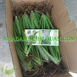 1000 Cây Nha Đam Giống Thái Aloe Vera - Ảnh 13