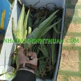 100 Cây Nha Đam Giống Thái Aloe Vera - Ảnh 3