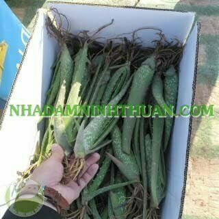 1000 Cây Nha Đam Giống Thái Aloe Vera - Ảnh 14