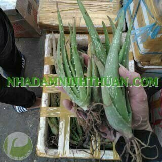 1000 Cây Nha Đam Giống Thái Aloe Vera - Ảnh 15