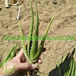 05 Cây Nha Đam Giống Thái Aloe Vera - Ảnh 7