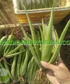 Alternative view of 100 Cây Nha Đam Giống Thái Aloe Vera