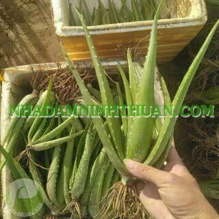 Nha Đam Giống Thái Gói Trên 3000 Cây - Ảnh 14