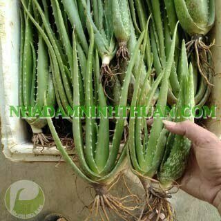 300 Cây Nha Đam Giống Thái Aloe Vera - Ảnh 6