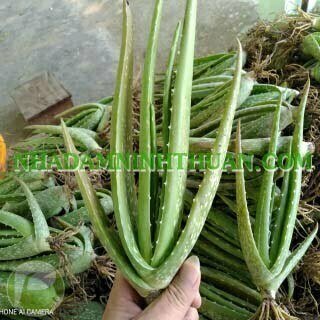 Nha Đam Giống Thái Gói Trên 3000 Cây - Ảnh 13