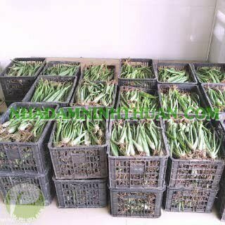 Nha Đam Giống Thái Gói Trên 3000 Cây - Ảnh 10