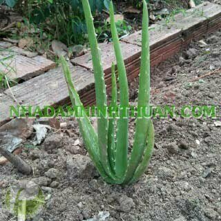 100 Cây Nha Đam Giống Thái Aloe Vera - Ảnh 5
