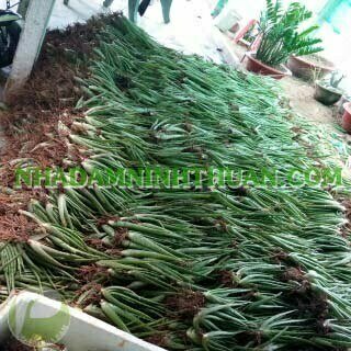 3000 Cây Nha Đam Giống Thái Aloe Vera - Ảnh 22