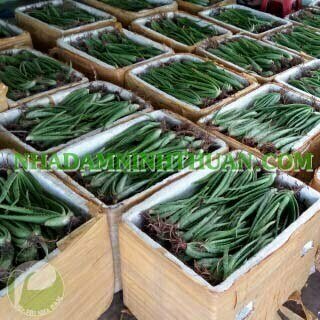 3000 Cây Nha Đam Giống Thái Aloe Vera - Ảnh 23