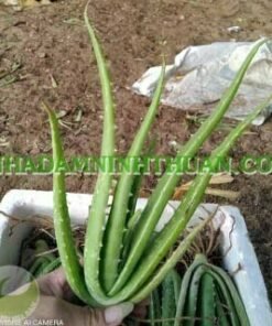 Alternative view of 200 Cây Nha Đam Giống Thái Aloe Vera