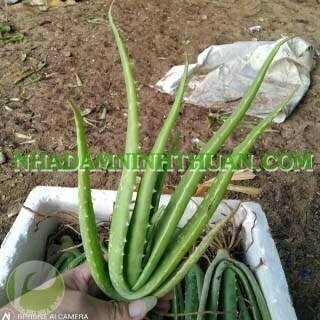 300 Cây Nha Đam Giống Thái Aloe Vera - Ảnh 3