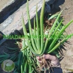 Alternative view of 300 Cây Nha Đam Giống Thái Aloe Vera